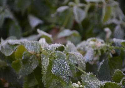 В Рязанской области вновь прогнозируются заморозки