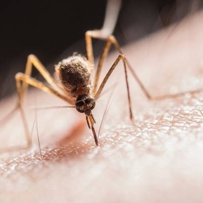 В Анапе началось нашествие комаров