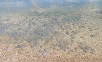 Море превратилось в желе из медуз: видео якобы из Кирилловки шокировало сеть