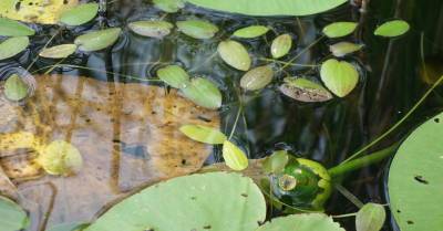 В Латвии открыт новый вид водных растений