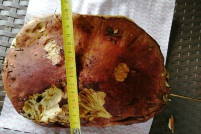 Петербурженка нашла полукилограммовый белый гриб