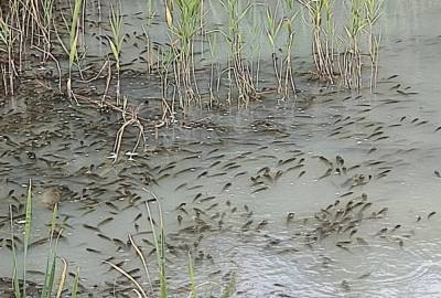 Жителей Лисичанска обеспокоило состояние водоема: рыба ведет себя странно