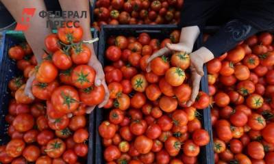 Защищают от тромбоза и лишнего веса: врачи рассказали о пользе помидоров