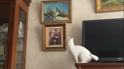 Кот просто хотел прыгнуть на шкаф, но чуть не разнес весь дом (Видео)