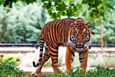 В Приморье сотрудники ФСБ задержали браконьеров, убивавших амурских тигров