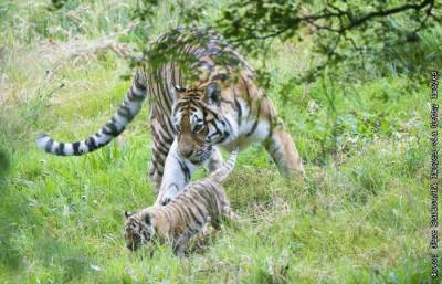 В Приморье задержали двух подозреваемых в убийстве амурского тигра