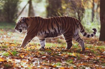 В Приморье задержали преступную группу, занятую отстрелом амурских тигров
