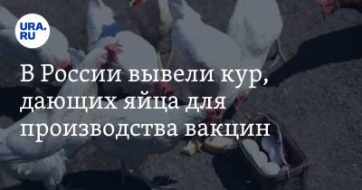 В России вывели кур, дающих яйца для производства вакцин