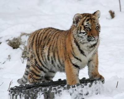 В Приморье задержали браконьеров, убивавших амурских тигров для продажи иностранцам