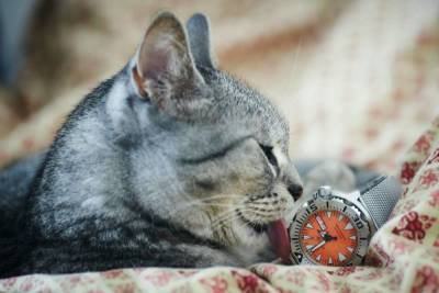 Как кошка воспринимает время?