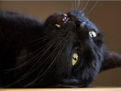 Ветеринары: Во время пандемии кошки стали страдать от смертельно опасного стресса