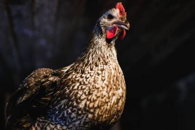 Российские ученые вывели уникальных кур с яйцами для вакцин