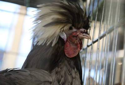В России вывели кур, которые несут яйца для вакцин