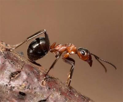 Ученые раскрыли секрет сверхсилы муравьиных зубов
