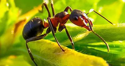 Ученые раскрыли секрет прочности муравьиных зубов