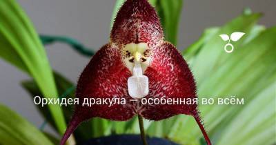 Орхидея дракула — особенная во всём - skuke.net