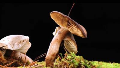 5 первых симптомов отравления грибами, на что обратить внимание