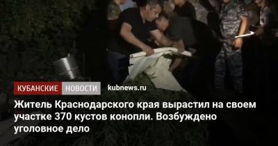 Житель Краснодарского края вырастил на своем участке 370 кустов конопли. Возбуждено уголовное дело
