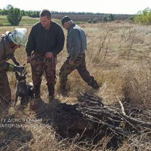 В Запорожской области спасли собаку, которая упала в колодец. Фото