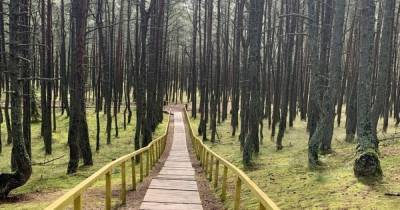 Тропу в Танцующем лесу на Куршской косе закрыли на реконструкцию