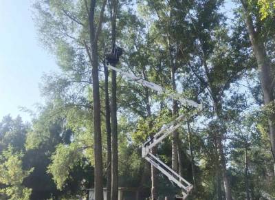83 аварийных дерева снесли в Ульяновске за неделю