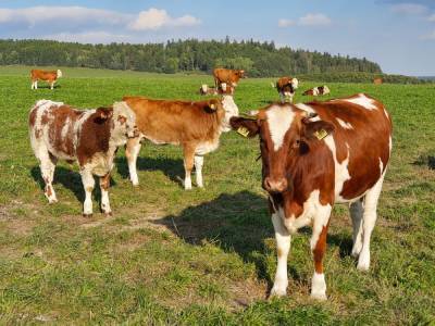 Поголовье коров и свиней сократилось в Нижегородской области