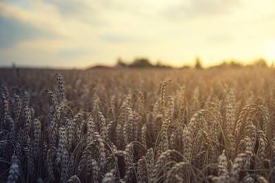 Создали пшеницу, которая образует в хлебе меньше канцерогенов