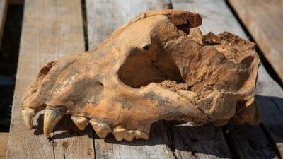 В Крыму в пещере «Таврида» обнаружен череп гигантской гиены