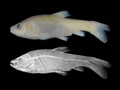 На Филиппинах открыт новый вид пещерной рыбы