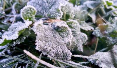 Заморозки до -5 градусов ожидаются в Тюменской области