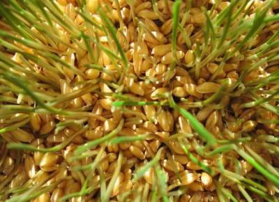 ​Как правильно готовить и есть пророщенные зерна пшеницы