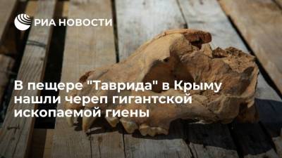 Палеонтологи нашли череп гигантской ископаемой гиены в пещере "Таврида" в Крыму