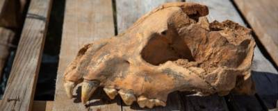 В крымской пещере Таврида обнаружен череп вымершей гигантской гиены