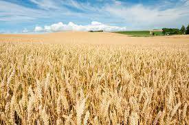 Мировое производство пшеницы сокращается - минсельхоз США