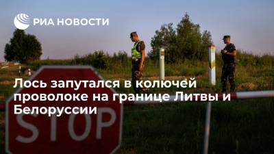 Лось стал первой жертвой колючей проволоки, которой Литва отгораживается от Белоруссии