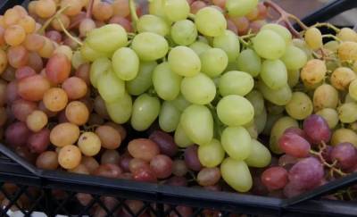 Выставка винограда с дегустацией пройдет в «Аптекарском огороде» 18 сентября