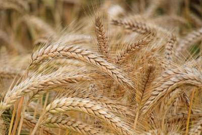 Более 150 тысяч тонн зерновых собрали псковские аграрии