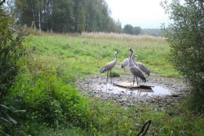 В Тверской области четырех журавлей заметили за трапезой