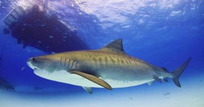Тигровые акулы умеют дружить, но их отношения разрушают туристы, – ученые