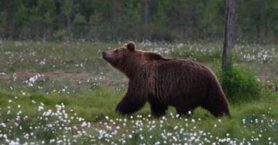 Дикая природа на таблетках. В Скандинавии у медведей развилась устойчивость к антибиотикам