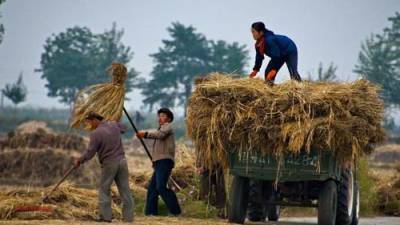 "В Северной Корее голодают только ленивые"