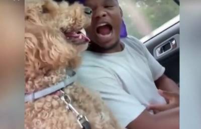 «Как братья». Шуточное сражение между хозяином и псом в дороге рассмешило пользователей соцсетей