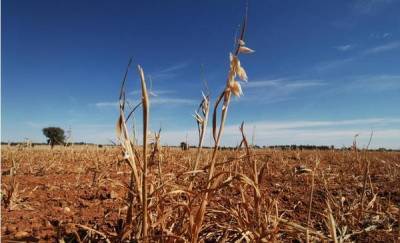 Жара и засуха привели к значительной потере урожая на тюменских сельхозпредприятиях