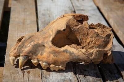 В Крыму нашли полностью сохранившийся череп гигантской гиены