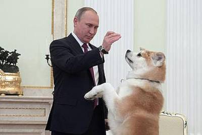 Китайцы оценили призыв японцев к Путину вернуть подаренную собаку