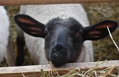 На Волыни выплатят почти 390 тыс. грн дотаций за овец и коз