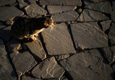 Жителя Крыма осудили за убийство котенка