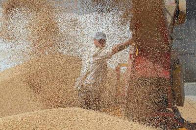 Прогноз по урожаю зерна в России резко сократили
