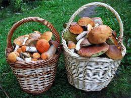 В какую погоду лучше собирать грибы?