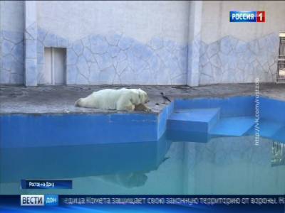 Отдельные вольеры, арбузы и мороженое: как живет новоиспеченная семья медведей в Ростовском зоопарке